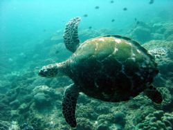 Turtle on Flinders Reef, Australia by Antony Somerville 