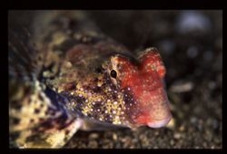 Getting close to this dragonet was a challenge because it... by Nonoy Tan 
