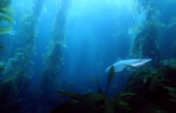 Soupfin shark, San Clemente Isl, housed F100, braced agai... by Noah Schultz 