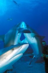 "Shark Kiss"  Nassau, Bahamas, Nikon RS w/dual Nikon 105 ... by Judy Ann Newton 