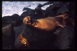 Sea Lion and Sally lightfoot crab, Galapagos F4 20-35mm by Stan Bysshe 