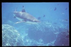 Shark Cruises the Shallows off Moorea; Nexus housed N90S by Alison Stenger 