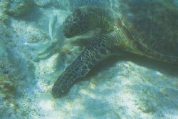 A green turtle and his pal, off Kailua-Kona. Nexus housed... by Alison Stenger 