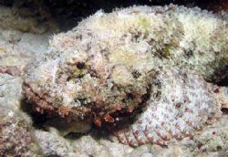 Clever Disguise on a Bonaire night dive! by Meredith Lynch 