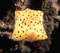 This juvenile box fish was taken on my last dive in Lembe... by Paul Hunter 