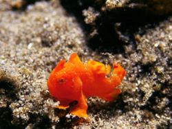 Baby Frogfish from Dumaguete, Philippines by Vasa Sirinupongs 