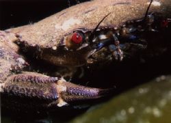 Close-up of a Velvet swimming crab (Necora puber) taken d... by Garnet Hooper 