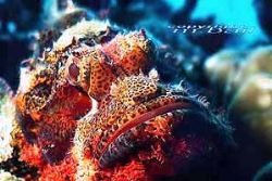 scorpionfish PNG new Brit. Walindi Nik.RS by Bail Manfred 
