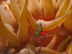 Spotted cleaner shrimp, Curacao, N.A.  Sea&Sea MM IIEX wi... by Maryke Kolenousky 