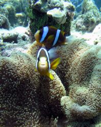 2 Banded Anemone Fish near Green Island on the Great Barr... by Sam Kidd 