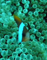 Nemo Hiding...closeup taken at Saxon Reef on the Great Ba... by Sam Kidd 