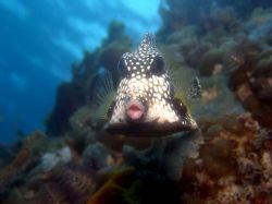 Look at those lips, St. Croix by Mitch Bowers 