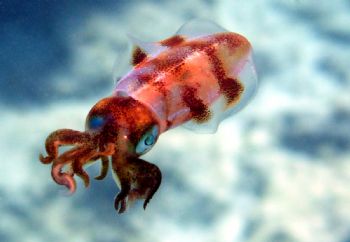 Juvenile squid. St. Croix by Mitch Bowers 