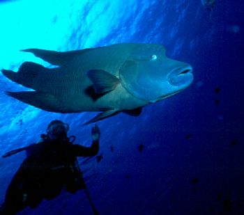 Diver and Napoleon Wrasse taken in Palau.  NikV w/15mm le... by Beverly Speed 
