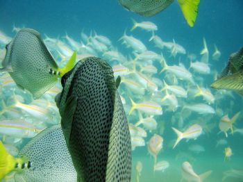 Following a school of Yellowtail Surgeonfish towards a sc... by Sean Dawson 