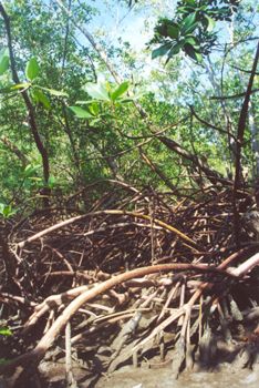 Rhizophora mangle- a dense series of mangrove trees on th... by Rebecca Urban 
