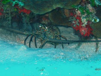 this hidden creature was taken off the shore of Cozumel, ... by Anna Visconti 