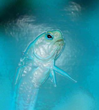 Flash freeze.  Jawfish taken with Nikon N90s w/105mm lens... by Beverly Speed 