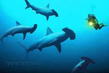 red sea - Sanganeb reef - hammerheads - COMPOSING >  hamm... by Manfred Bail 