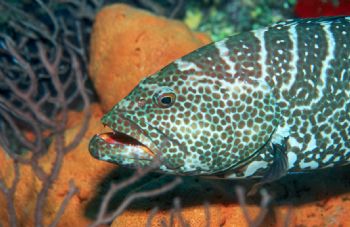 Nassau grouper taken in Grand Cayman with NikV, 20mm lens... by Beverly Speed 