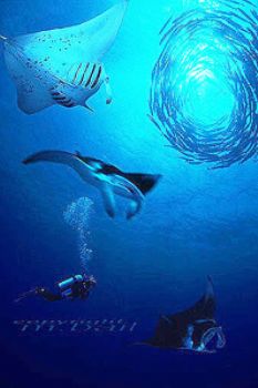 Solomon Islands - Bilikiki Liveaboard - barracudas - COMP... by Manfred Bail 