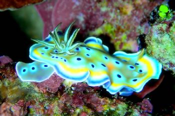 Nudibranch.  Similan Islands, Thailand. Sony P5 Digital w... by Hilal Matta 