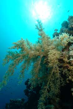 Alcynarian Soft Coral - Jackson Reef, Straits of Tiran, E... by Paul Carpenter 