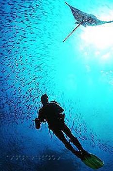 solomon islands - fish/diver/sun - COMPOSING > eagleray -... by Manfred Bail 