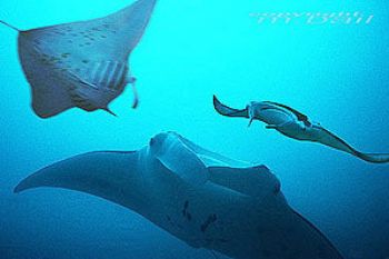 Yap-Micronesia-COMPOSING > 2 mantas left and right - Nik.... by Manfred Bail 