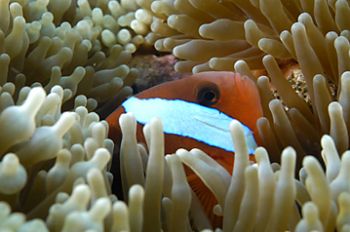 Tomato Anemonefish  D-100, Milne Bay PNG by Andy Lerner 