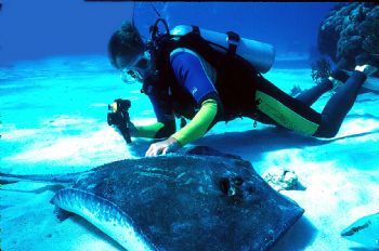 New PADI course...stingray petting. by Beverly Speed 