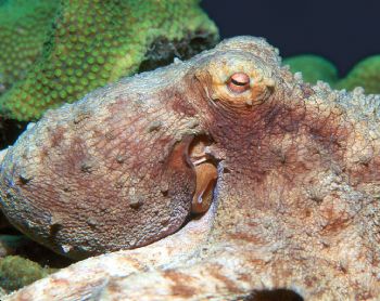Night Hunter.  Caribbean octopus taken in Roatan, Hondura... by Beverly Speed 