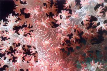 Macro corail mou / Maldives by Philippe Brunner 