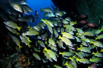 FISH,FISH AND MORE FISH..COCOS ISLAND COSTA RICA. FEBRUAR... by Charlie Foreman 