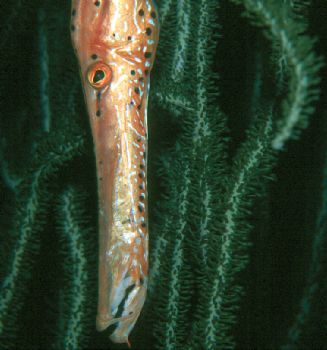 Trumpetfish taken in Grand Cayman at night w/NikV 35mm, c... by Beverly Speed 