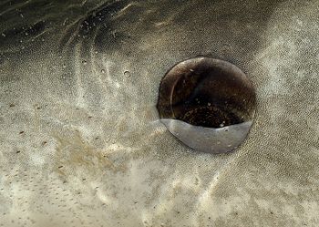 'Eye of the tiger' - Tiger Shark, Bahamas by Claudia Pellarini 