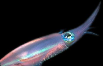 Squid at Night.  Taken in Roatan, Honduras w/NikV, 35mm l... by Beverly Speed 