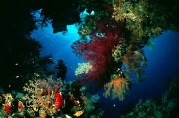 Corals: Sha'ab Maksur in Fury Shoal, Egyptian Red Sea by Bob Whorton 