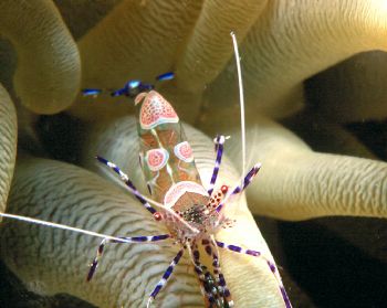 Spotted clean shrimp.  Taken in Curacao w/housed N90s, 10... by Beverly Speed 