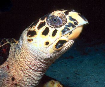 Hawksbill close-up taken in Grand Cayman with N90s, 105mm... by Beverly Speed 