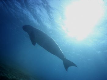 Dugong dugong - Red Sea Marsa Alam - Nikonos III 15mm by Serafini Mauro 