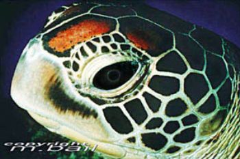 Borneo - Sipadan island - turtlehead - Nik.RS - subtronic... by Manfred Bail 