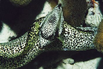 Eel and Trunkfish, Bonaire, N.A., Nikon F-100 with a 105m... by Barbara Mcquiller 