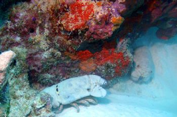 Slipper Lobster. Sampler Reef, Bonaire by Kevin Robert Panizza 