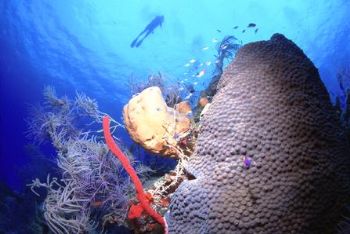 Star Coral, Yellow Barrel Sponge, Red Erect Rope Sponge, ... by Matthew Timberger 