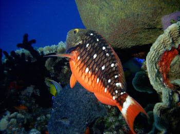 Columbia Reef, Cozumel MX Picture Taken with a Reefmaster... by Patrick Young 
