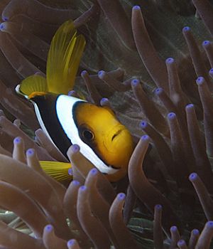 Orange Anemone Fish  D-100 w. Light & Motion Housing by Andy Lerner 