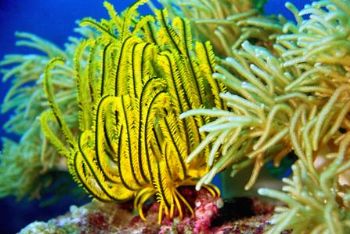 Yellow Featherstar: Tubbataha Atoll, Philippines. Tons of... by Matthew Timberger 