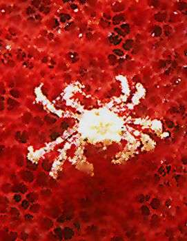 Cryptic crab on red sponge taken in Grand Cayman w/NikV &... by Beverly Speed 