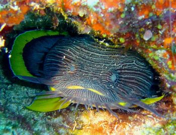 "Splendid Toad Fish" In Cozumel and only in cozumel... (E... by Yannick Abel-Coindoz 